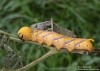 Lišaj smrtihlav (Motýli), Acherontia atropos (Lepidoptera)